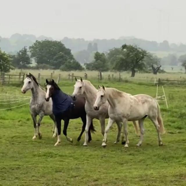 Gaestehaus White Horse Diedersen Coppenbrügge Dış mekan fotoğraf
