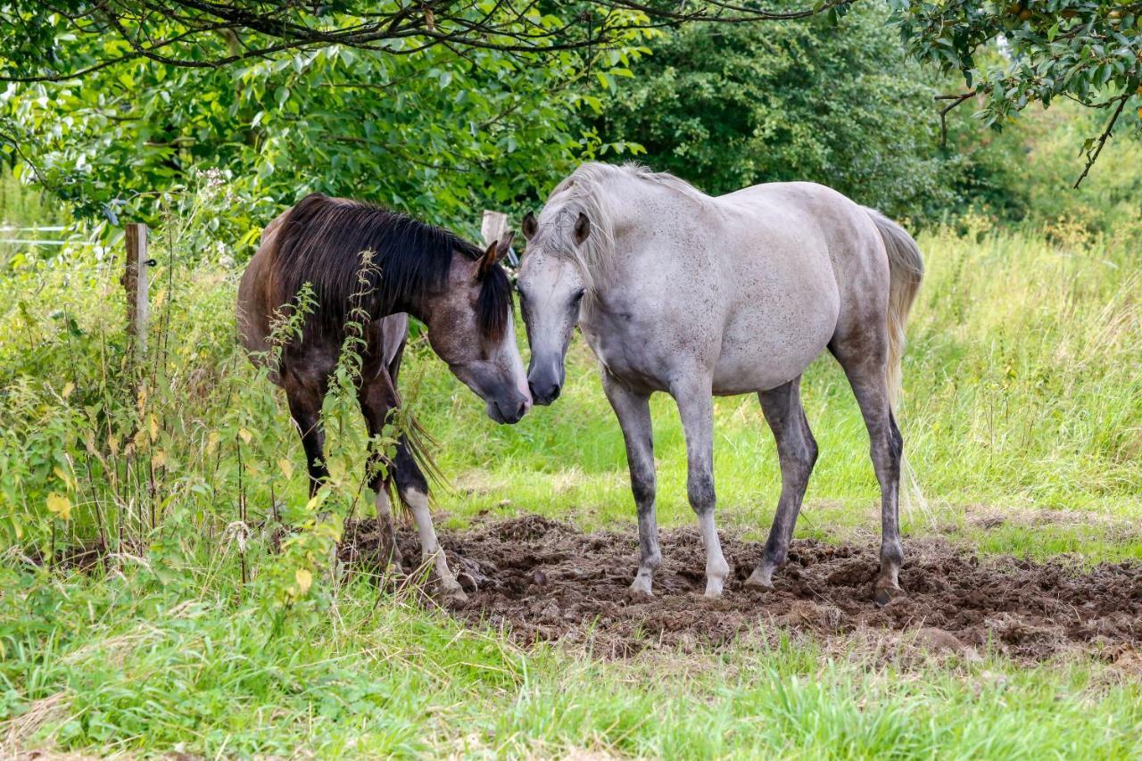 Gaestehaus White Horse Diedersen Coppenbrügge Dış mekan fotoğraf